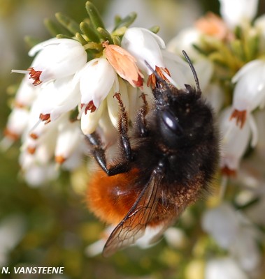 Osmia cornuta